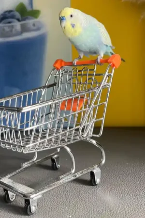 Express Levering Petlala Winkelwagentje voor Papegaaien