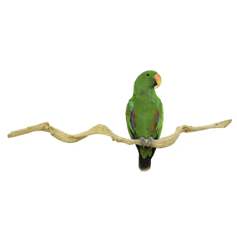 Uitverkoop Back Zoo Nature Thai Taowan Liana 5-7 cm 90 cm