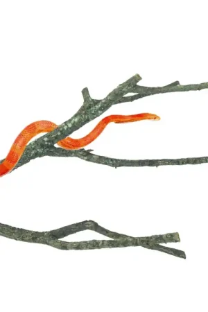 Uitverkoop Back Zoo Nature Corky Branch M