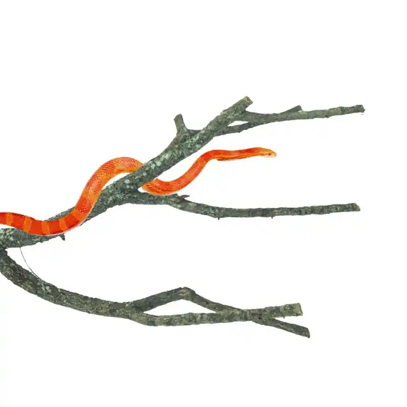 Uitverkoop Back Zoo Nature Corky Branch M
