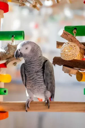 Quapas! Vogel Speelgoed – Fun Swing L Laatste Kans