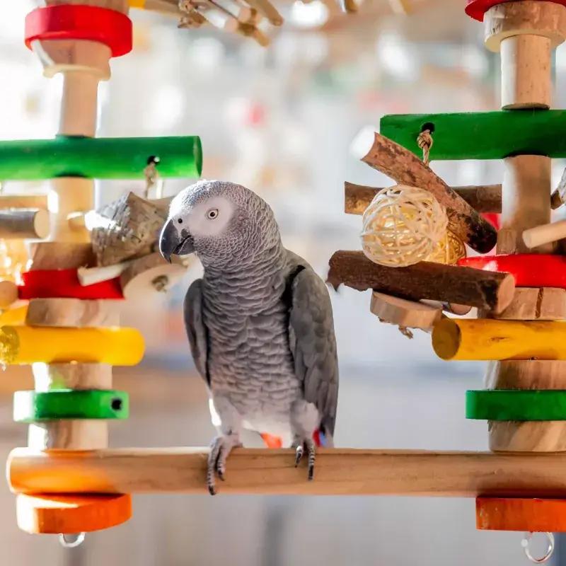 Quapas! Vogel Speelgoed – Fun Swing L Laatste Kans