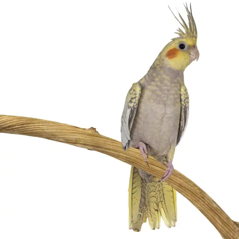 Back Zoo Nature Dula Stick 80 cm Hete Deal
