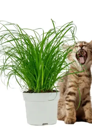Kattengras Cyperus Zumula Betrouwbaar