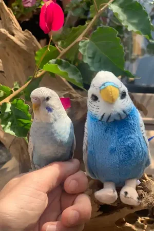 Direct Verzonden Parkiet blauw Semo