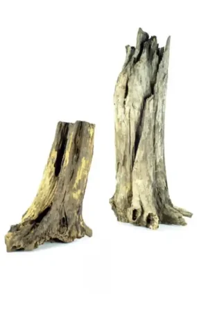 Back Zoo Nature Thai Tree Trunk Premium