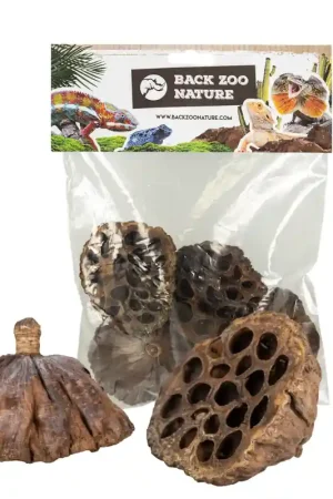 Back Zoo Nature Lotus Bloemen Gedroogd 4 Stuks Koopje