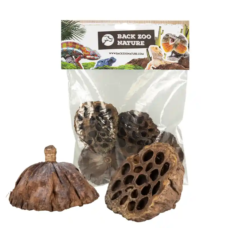 Back Zoo Nature Lotus Bloemen Gedroogd 4 Stuks Koopje
