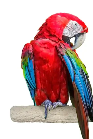 Back Zoo Nature Super Stone Perch 35 cm 55 mm Macaw Koop Online
