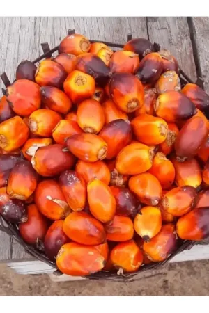 Nieuw Verse Palmnoten 500 gram (Diepvries)