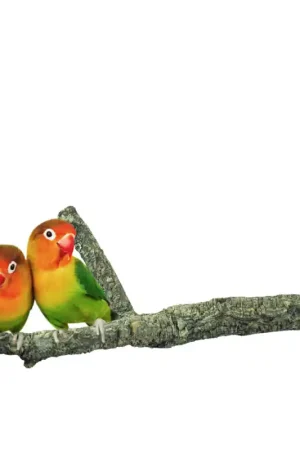 Snelle Levering Back Zoo Nature Corky Multi Perch Small