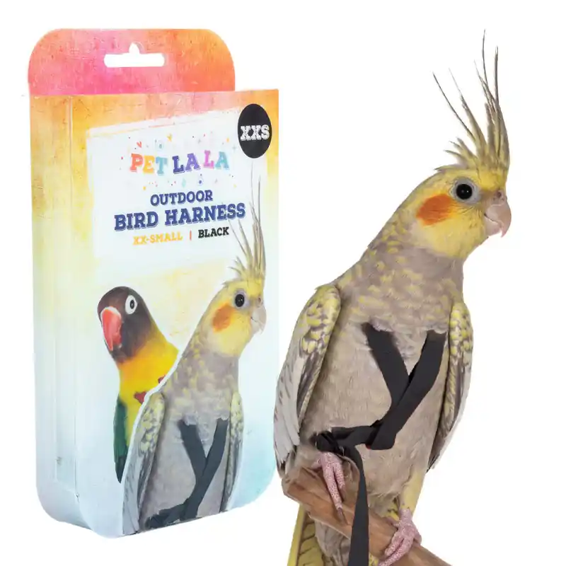Express Levering Petlala Vogeltuigje XX-Small - 165 cm Zwart