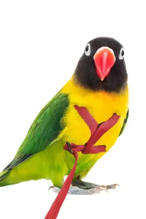 Petlala Vogeltuigje XX-Small -165 cm Rood Speciale Aanbieding