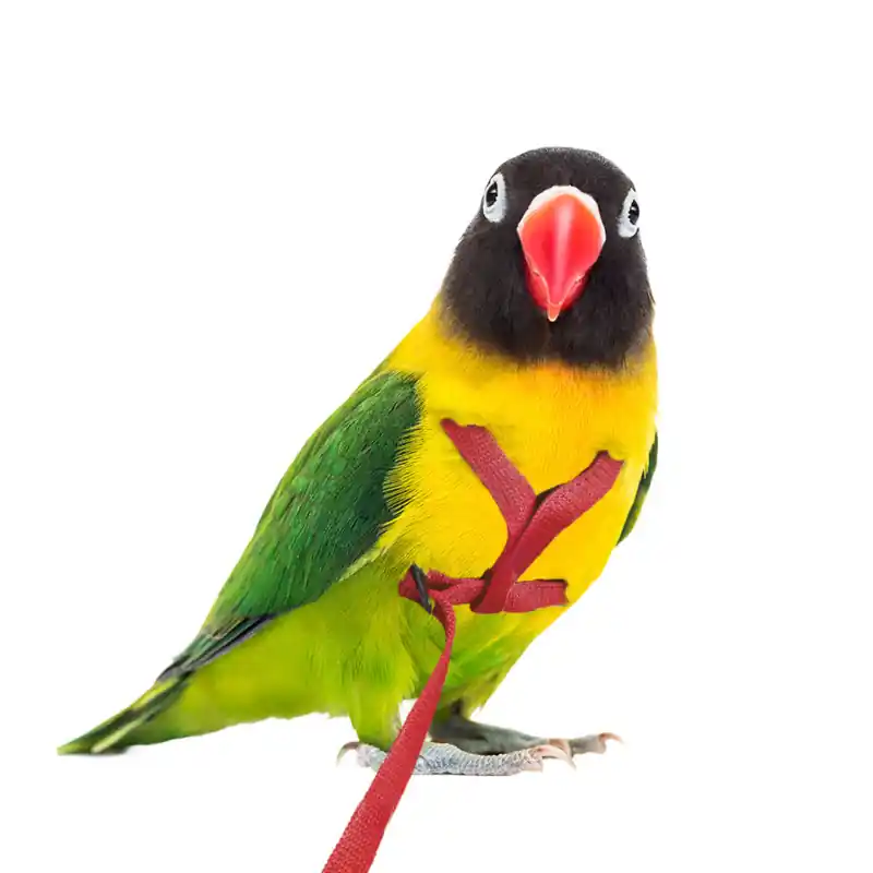 Petlala Vogeltuigje XX-Small -165 cm Rood Speciale Aanbieding