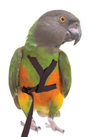 Beperkte Voorraad Petlala Vogeltuigje X-Small -185 cm Zwart