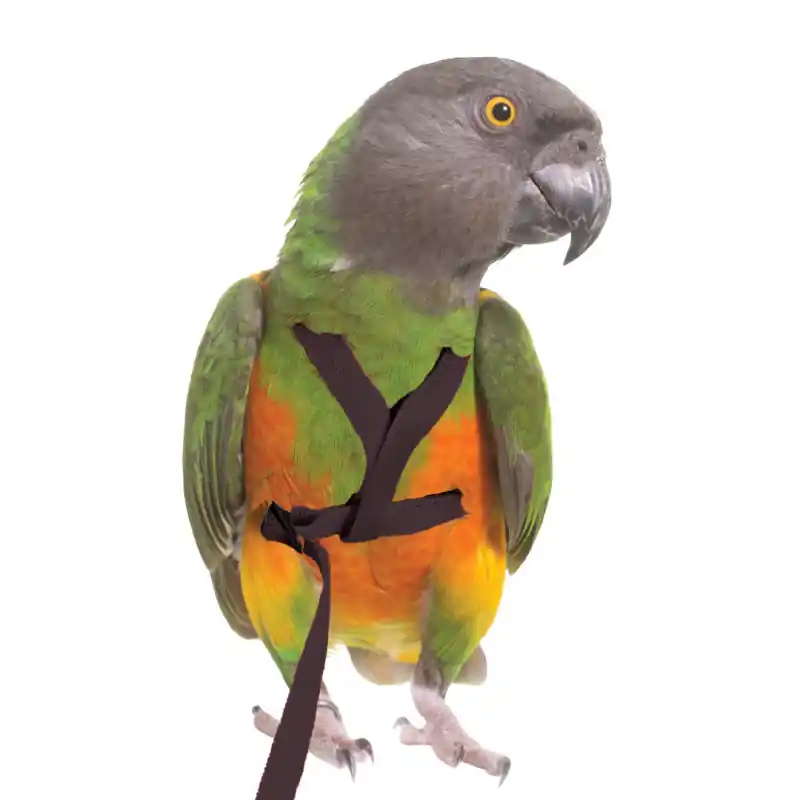 Beperkte Voorraad Petlala Vogeltuigje X-Small -185 cm Zwart
