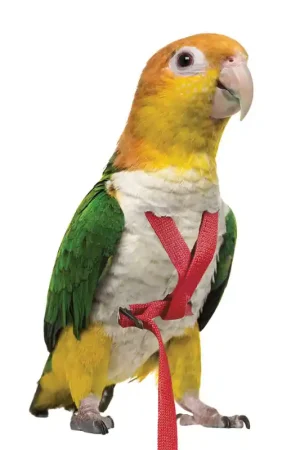 Petlala Vogeltuigje X-Small - 185 cm Rood Fabrieksprijs