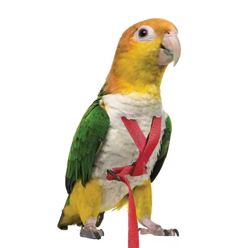 Petlala Vogeltuigje X-Small - 185 cm Rood Fabrieksprijs