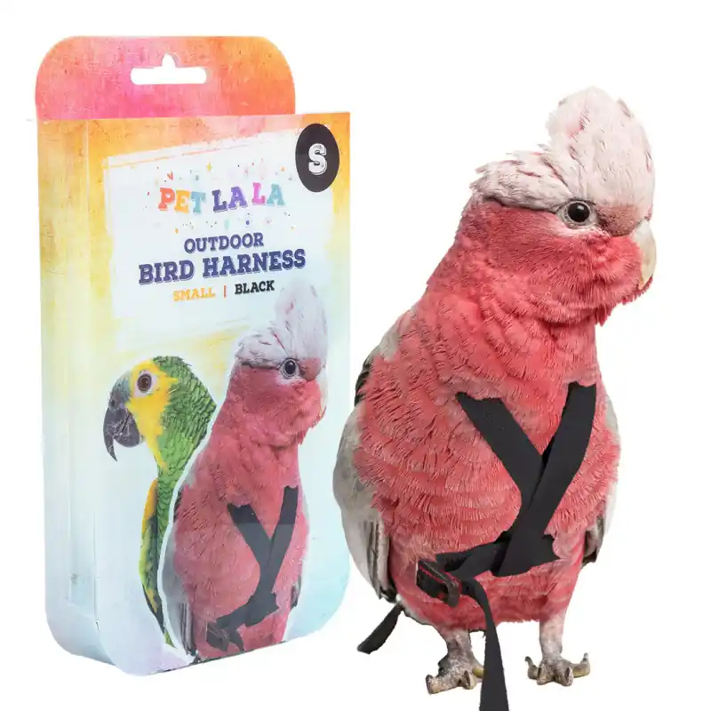 Favoriet Petlala Vogeltuigje Small - 165 cm Zwart