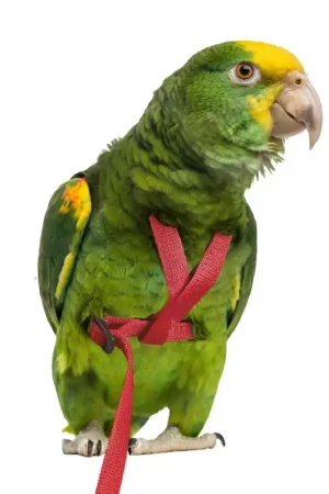 Nu Kopen Petlala Vogeltuigje Small -165 cm Rood