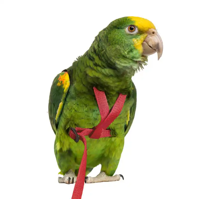 Nu Kopen Petlala Vogeltuigje Small -165 cm Rood