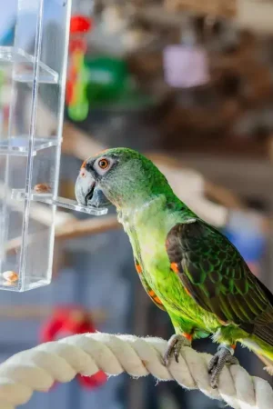 Rechtstreeks Van De Fabrikant Quapas! Vogelspeelgoed Desto L