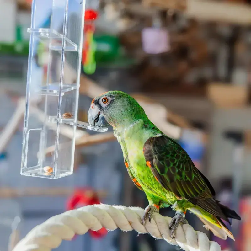 Rechtstreeks Van De Fabrikant Quapas! Vogelspeelgoed Desto L