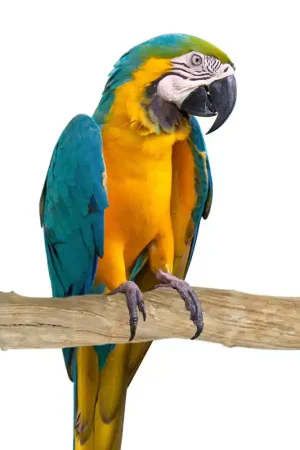 Rechtstreeks Van De Fabrikant Back Zoo Nature Sumbawa Liana 9-12 cm 90 cm