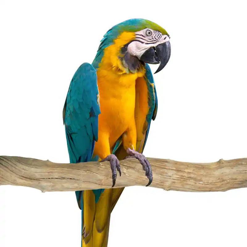 Rechtstreeks Van De Fabrikant Back Zoo Nature Sumbawa Liana 9-12 cm 90 cm