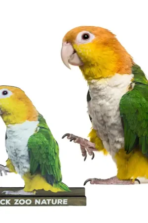 Tijdelijk Beschikbaar Back Zoo Nature Caique Bordje