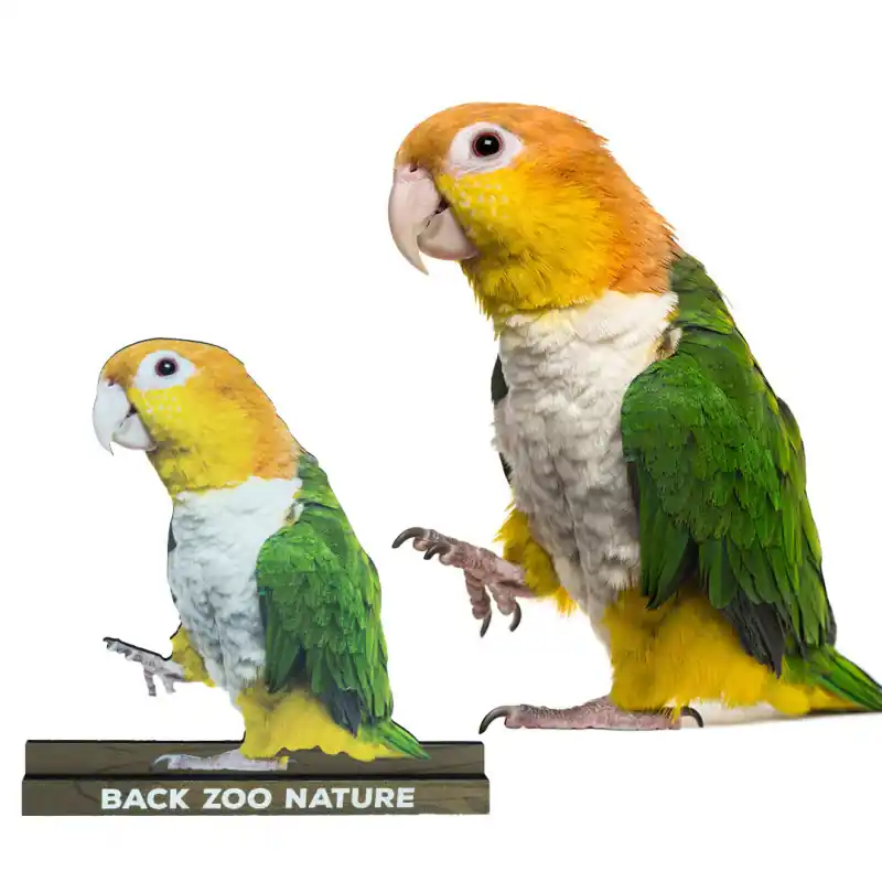Tijdelijk Beschikbaar Back Zoo Nature Caique Bordje
