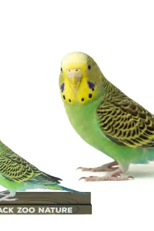 Rechtstreeks Van De Fabrikant Back Zoo Nature Grasparkiet Bordje