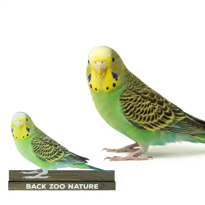 Rechtstreeks Van De Fabrikant Back Zoo Nature Grasparkiet Bordje