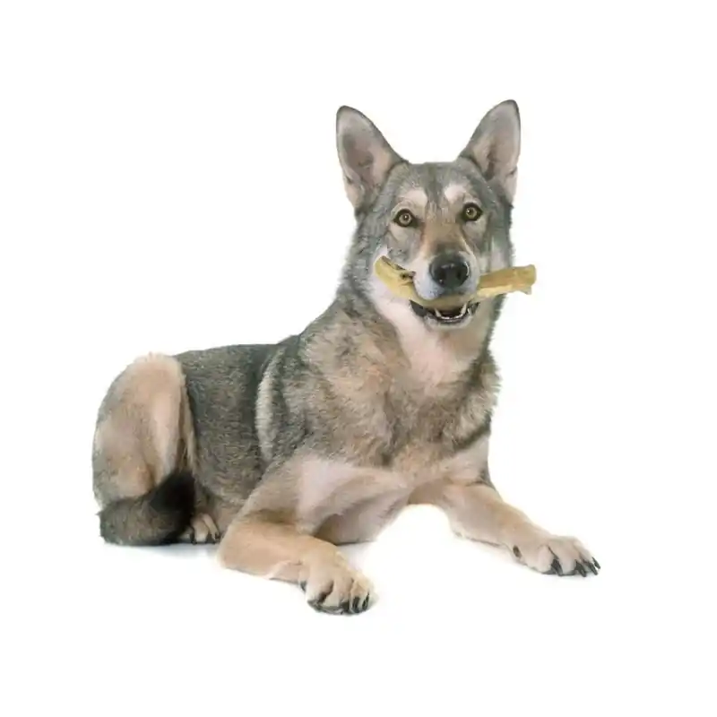 Back Zoo Nature Wolf Wood Large Koop Vandaag