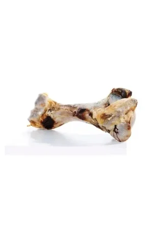 Veilige Betaling Avonturia Dinobot Knokkelbeen ca. 30 cm