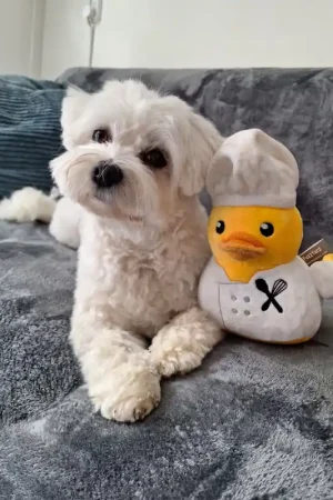 FuzzYard Quackson Five - Gordon Quacksay Fabrieksprijs