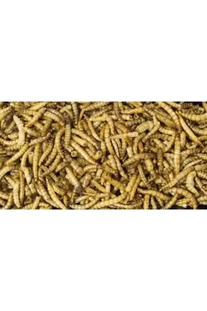 JR Farm Meelwormen 70 Gram Gecertificeerd
