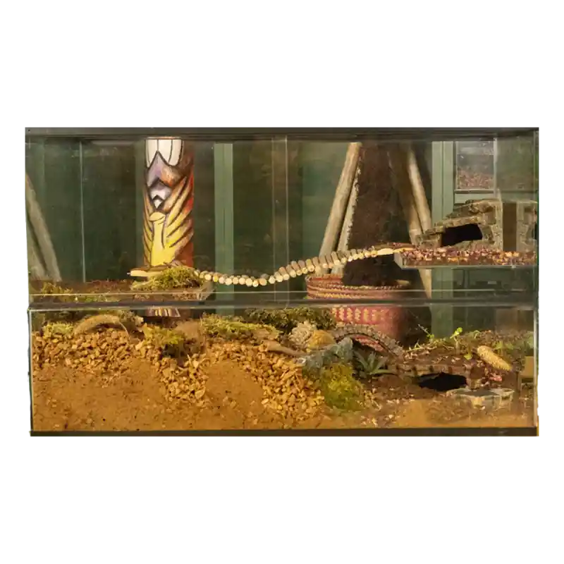 Hamsterscaping Terrarium 80x40x50 cm Alleen Vandaag