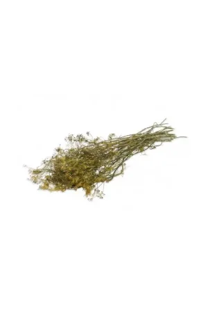 Fabrieksprijs JR Farm Dille-Oogst 80 Gram