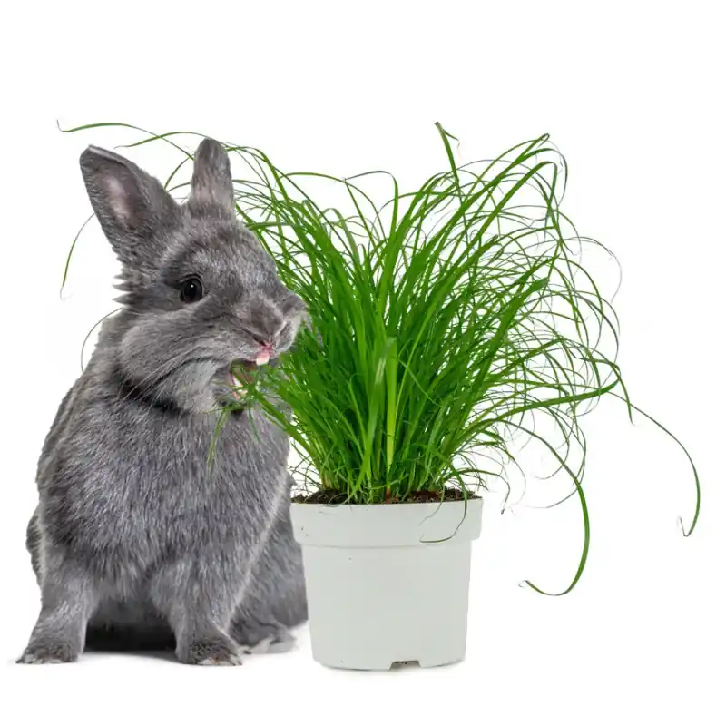 Cyperus Zumula Knaagdierenplant Fabrieksprijs