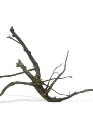 Veilige Betaling Back Zoo Nature Tiblund Medium