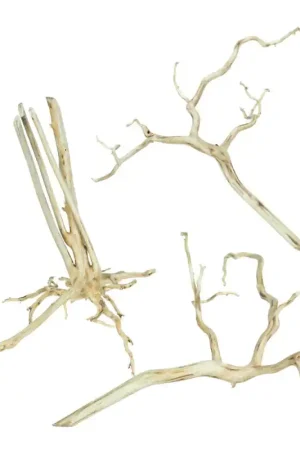Lage Kosten Back Zoo Nature Spiderwood Medium