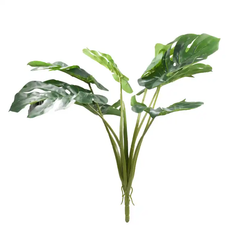 Lucky Reptile Monstera 60 cm Weekendaanbieding