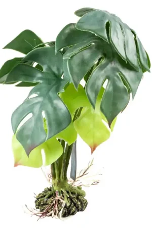 Betaalbaar Terra Della Monstera Groen Medium 20x20x35cm