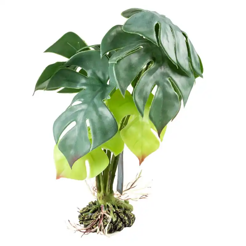 Betaalbaar Terra Della Monstera Groen Medium 20x20x35cm