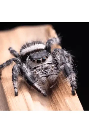 Springspin - Phidippus Regius Ocala Direct Beschikbaar