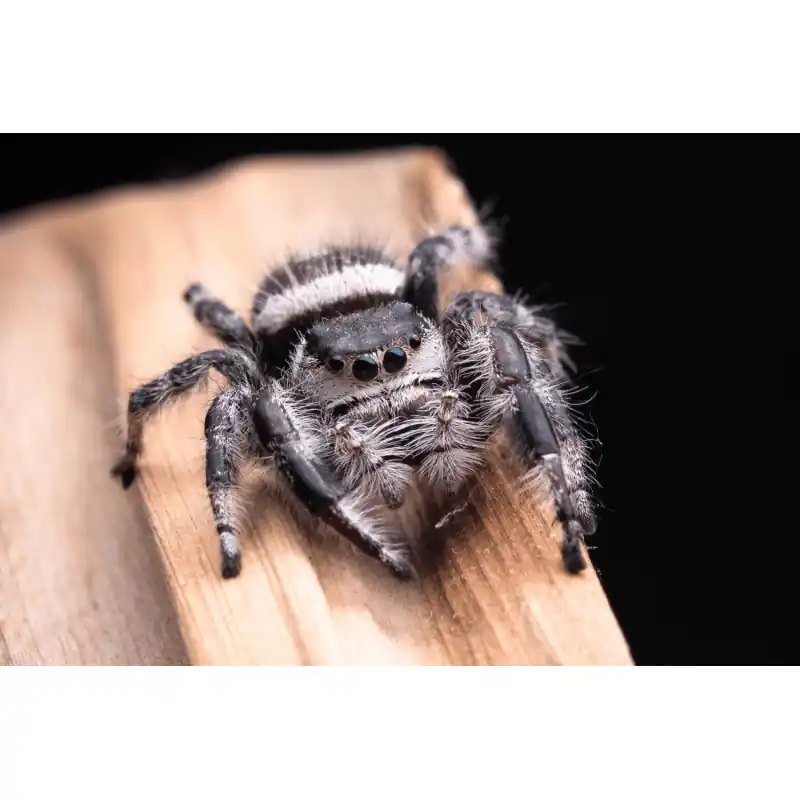 Springspin - Phidippus Regius Ocala Direct Beschikbaar