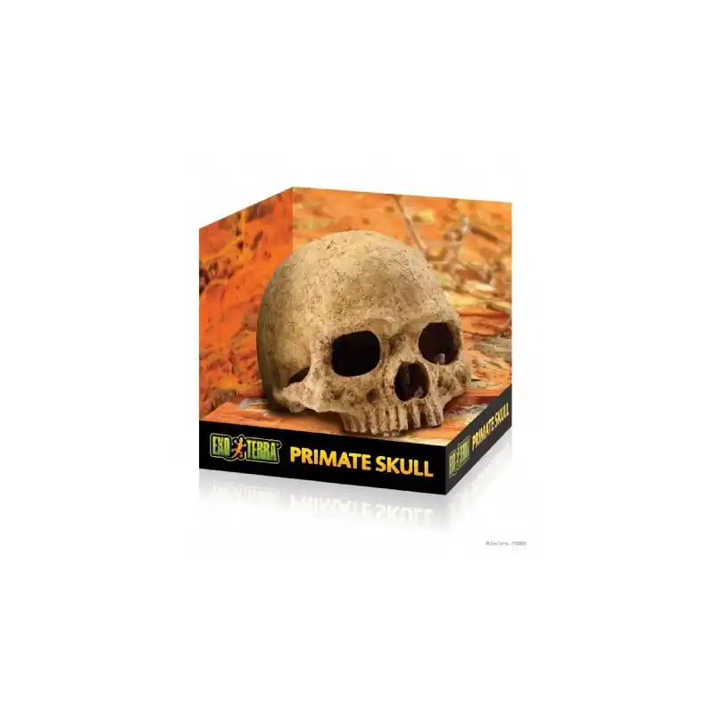 Exo Terra Primate Skull Primaat Beste Prijs