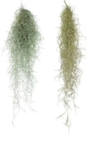 Speciale Aanbieding Luchtplant Tillandsia Usneoides