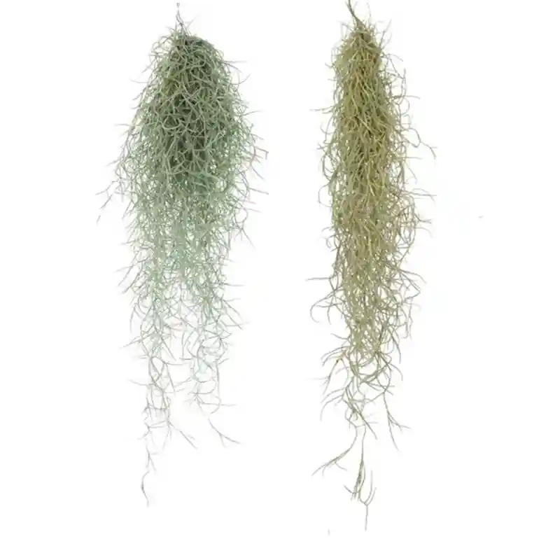 Speciale Aanbieding Luchtplant Tillandsia Usneoides